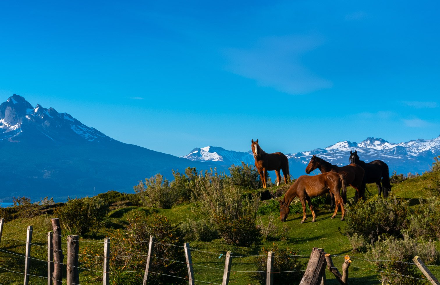 Caballos Costa Susana